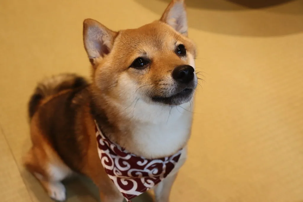 We can meet the popular small Shiba Inu “Mameshiba” in Dotonbori! I
