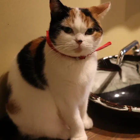 道頓堀で幸運を招くオスの三毛猫に会える？！自由気ままな猫たちに癒さ